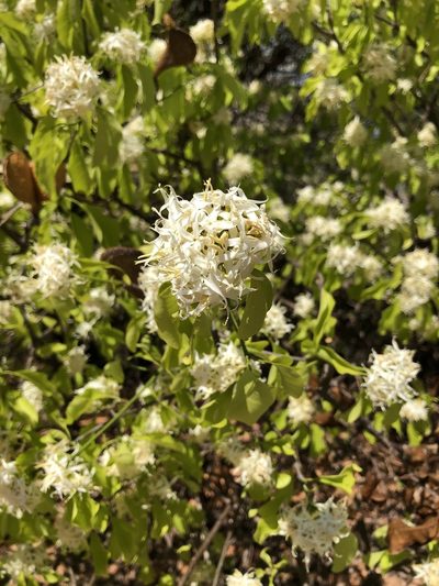 Aspidosperma pyrifolium, photographed by Tim Hirsch