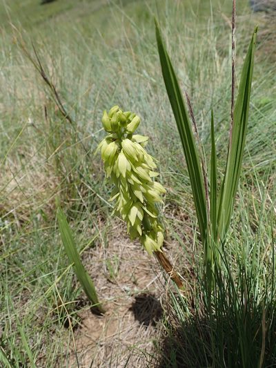 Eulophia foliosa, photographed by Peter Warren