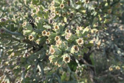 Cylindropuntia arbuscula, photographed by Joseph Rojas