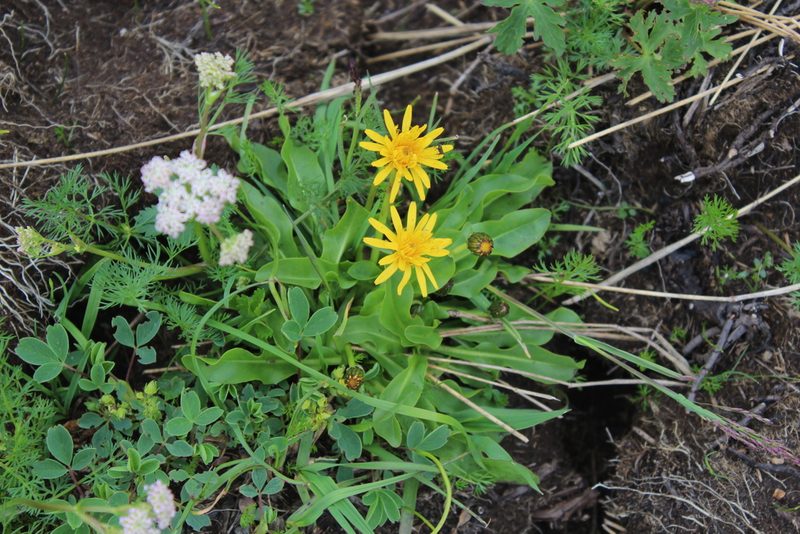 Taraxacum stevenii, photographed by Dmitriy Bochkov