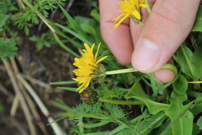 Taraxacum stevenii, photographed by Dmitriy Bochkov