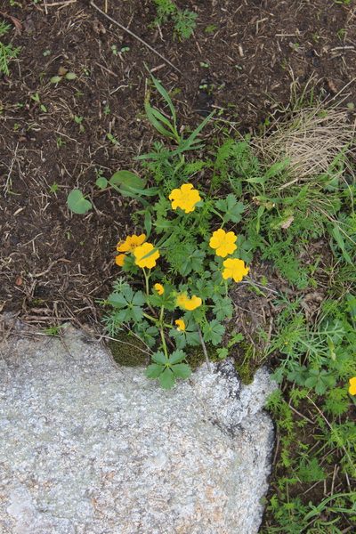 Potentilla ruprechtii, photographed by Dmitriy Bochkov