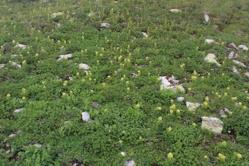 Pedicularis condensata, photographed by Dmitriy Bochkov