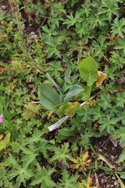 Traunsteinera sphaerica, photographed by Dmitriy Bochkov