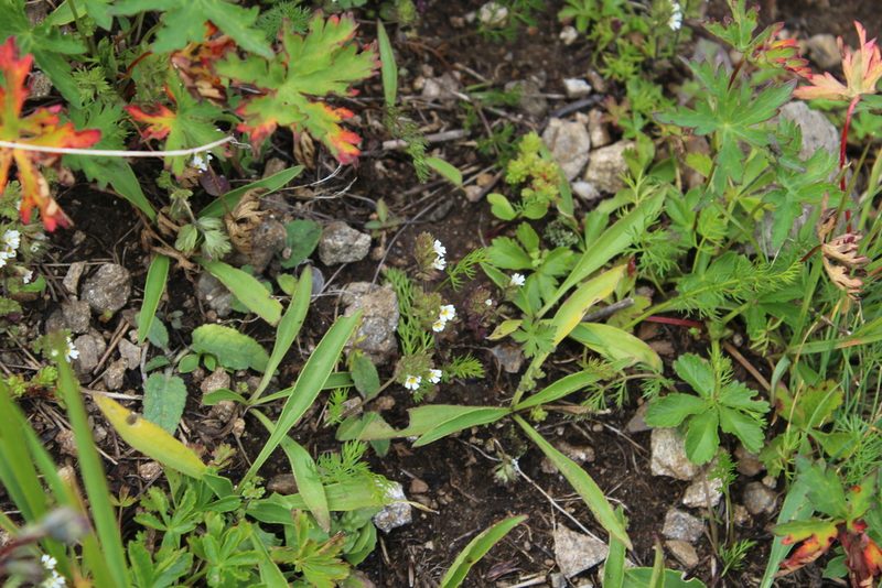 Euphrasia ossica, photographed by Dmitriy Bochkov
