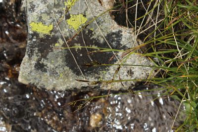 Carex tristis, photographed by Dmitriy Bochkov