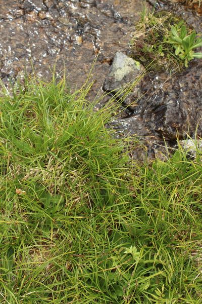 Carex tristis, photographed by Dmitriy Bochkov