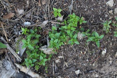 Veronica peduncularis, photographed by Dmitriy Bochkov