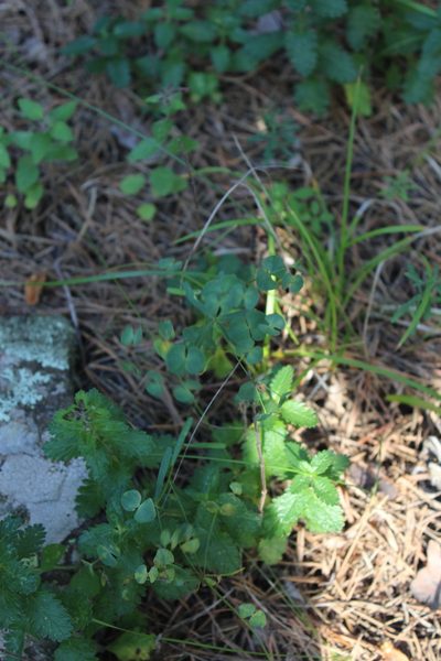 Euphorbia leptocaula, photographed by Dmitriy Bochkov