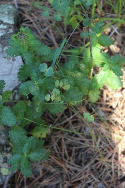 Euphorbia leptocaula, photographed by Dmitriy Bochkov