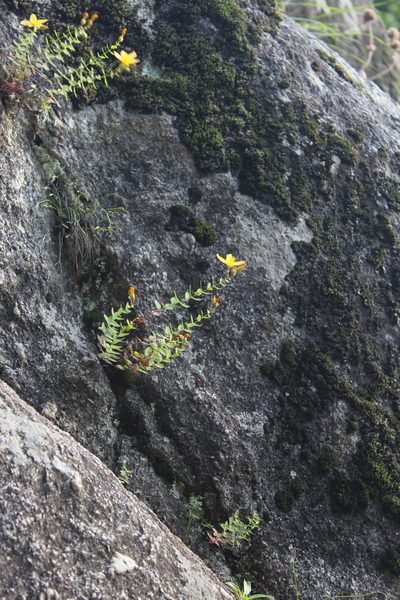 Hypericum nummularioides, photographed by Dmitriy Bochkov