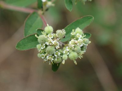 Euphorbia lasiocarpa, photographed by Don Loarie