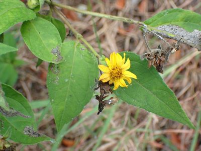Wedelia calycina, photographed by Don Loarie