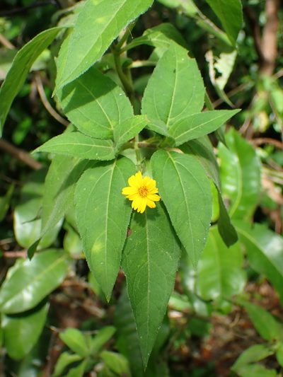 Wedelia calycina, photographed by Don Loarie