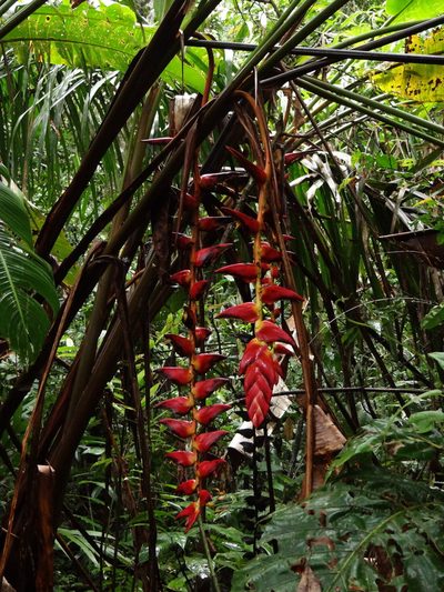 Heliconia pogonantha, photographed by Yves Bas