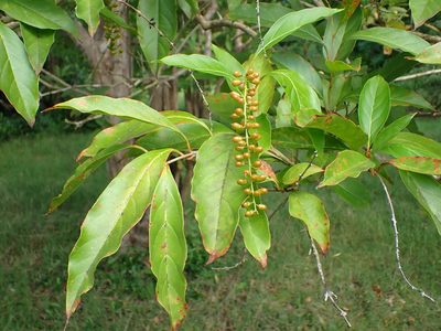Citharexylum spinosum, photographed by Don Loarie