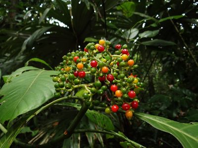 Psychotria limonensis, photographed by Yves Bas