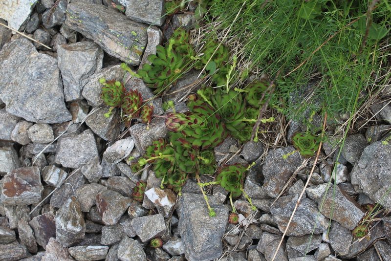 Sempervivum caucasicum, photographed by Dmitriy Bochkov