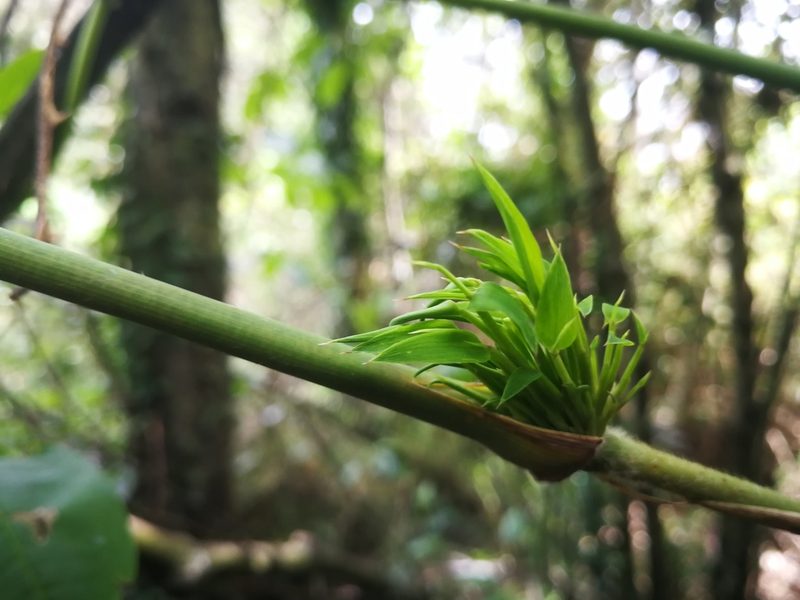 Chusquea scandens, photographed by sandy-espinozaf
