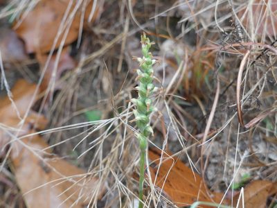 Spiranthes lacera, photographed by Morgan Hay
