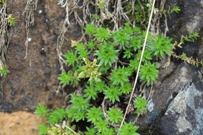 Saxifraga juniperifolia, photographed by Dmitriy Bochkov