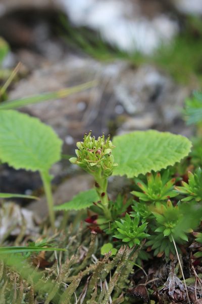 Saxifraga juniperifolia, photographed by Dmitriy Bochkov