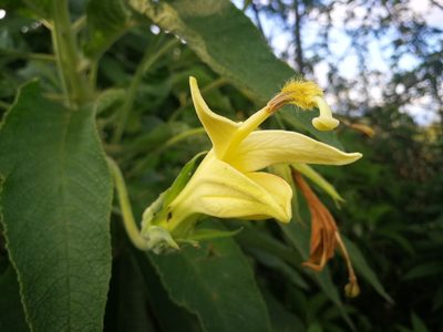 Siphocampylus giganteus, photographed by sandy-espinozaf