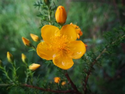 Hypericum laricifolium, photographed by sandy-espinozaf
