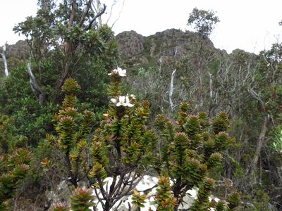 Westringia rubiifolia, photographed by Cowirrie