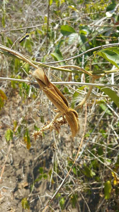 Prestonia mexicana, photographed by Leonardo O. Alvarado Cárdenas