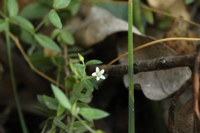 Arenaria lanuginosa, photographed by Andrés Ramírez-Barrera