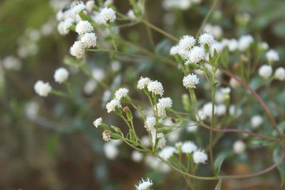 Ageratina gracilis, photographed by Andrés Ramírez-Barrera