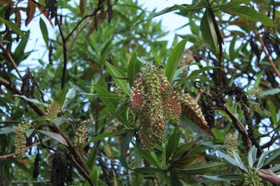 Escallonia pendula, photographed by Andrés Ramírez-Barrera