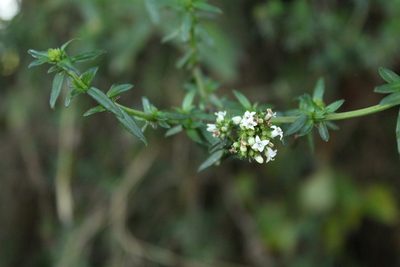 Galianthe bogotensis, photographed by Andrés Ramírez-Barrera