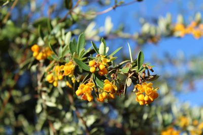 Berberis rigidifolia, photographed by Andrés Ramírez-Barrera