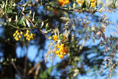 Berberis rigidifolia, photographed by Andrés Ramírez-Barrera
