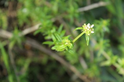 Galianthe bogotensis, photographed by Andrés Ramírez-Barrera