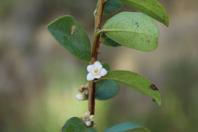 Symplocos theiformis, photographed by Andrés Ramírez-Barrera