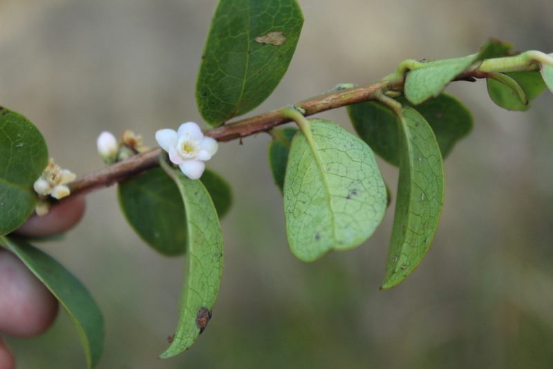 Symplocos theiformis, photographed by Andrés Ramírez-Barrera