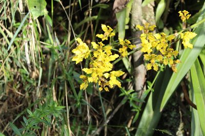 Cyrtochilum revolutum, photographed by Andrés Ramírez-Barrera