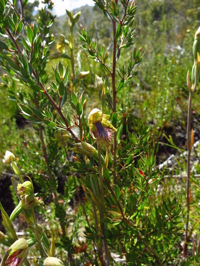 Calochilus herbaceus, photographed by Cowirrie