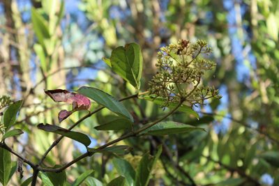 Viburnum triphyllum, photographed by Andrés Ramírez-Barrera