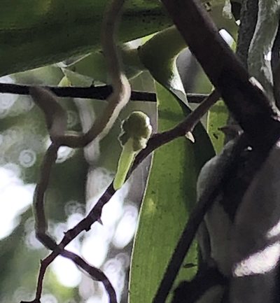 Plectorrhiza brevilabris, photographed by Greg Tasney