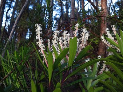 Agastachys odorata, photographed by Cowirrie