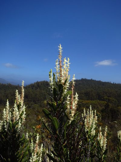 Agastachys odorata, photographed by Cowirrie