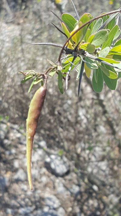 Metastelma lanceolatum, photographed by Leonardo O. Alvarado Cárdenas