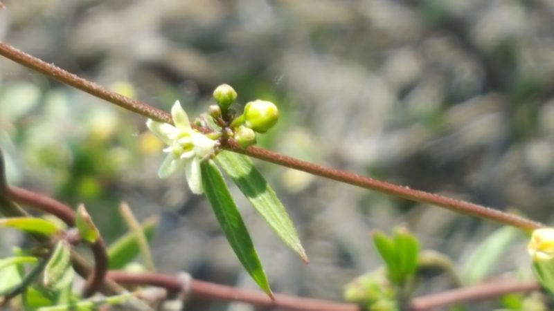Metastelma lanceolatum, photographed by Leonardo O. Alvarado Cárdenas