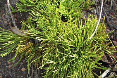 Diphasiastrum thyoides, photographed by Andrés Ramírez-Barrera