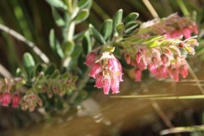 Gaylussacia buxifolia, photographed by Andrés Ramírez-Barrera