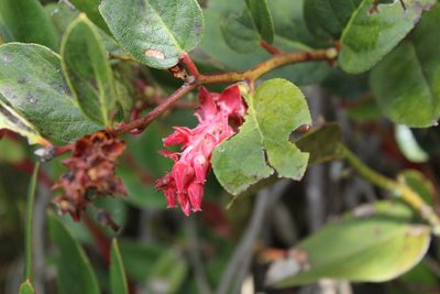 Gaultheria rigida, photographed by Andrés Ramírez-Barrera